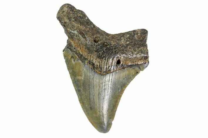 Bargain, Angustidens Tooth - Megalodon Ancestor #163342